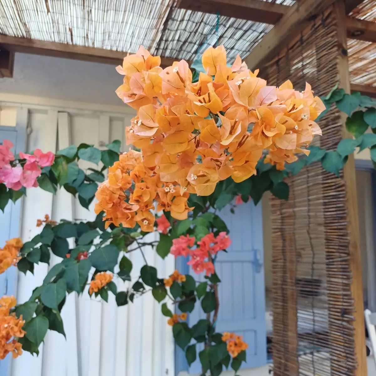 Le bougainvillier orange contre la façade blanche