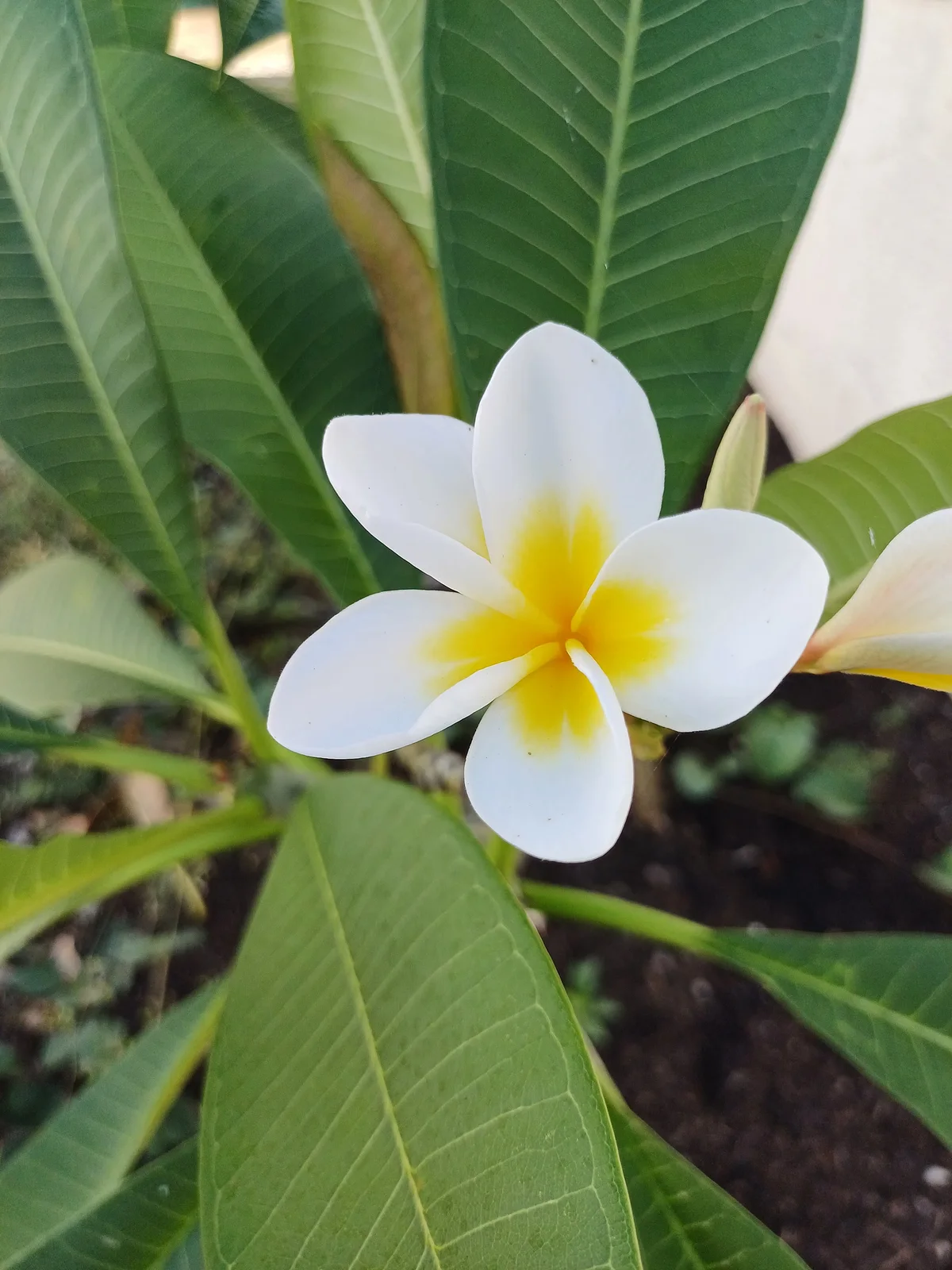 Une fleur de frangipanier du jardin