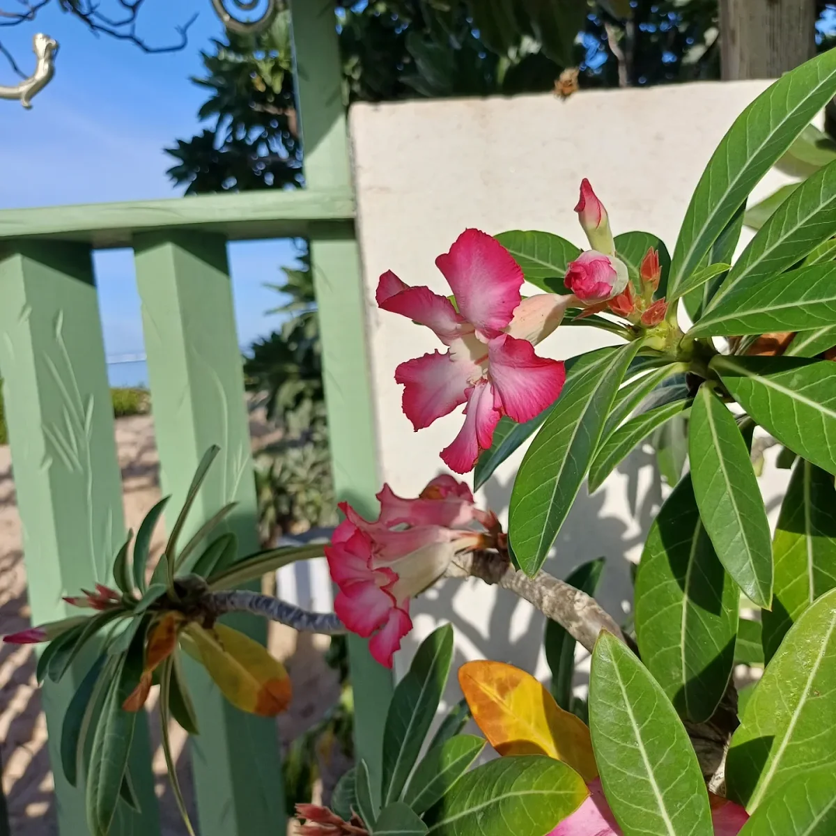 Les fleurs du jardin devant la façade blanche