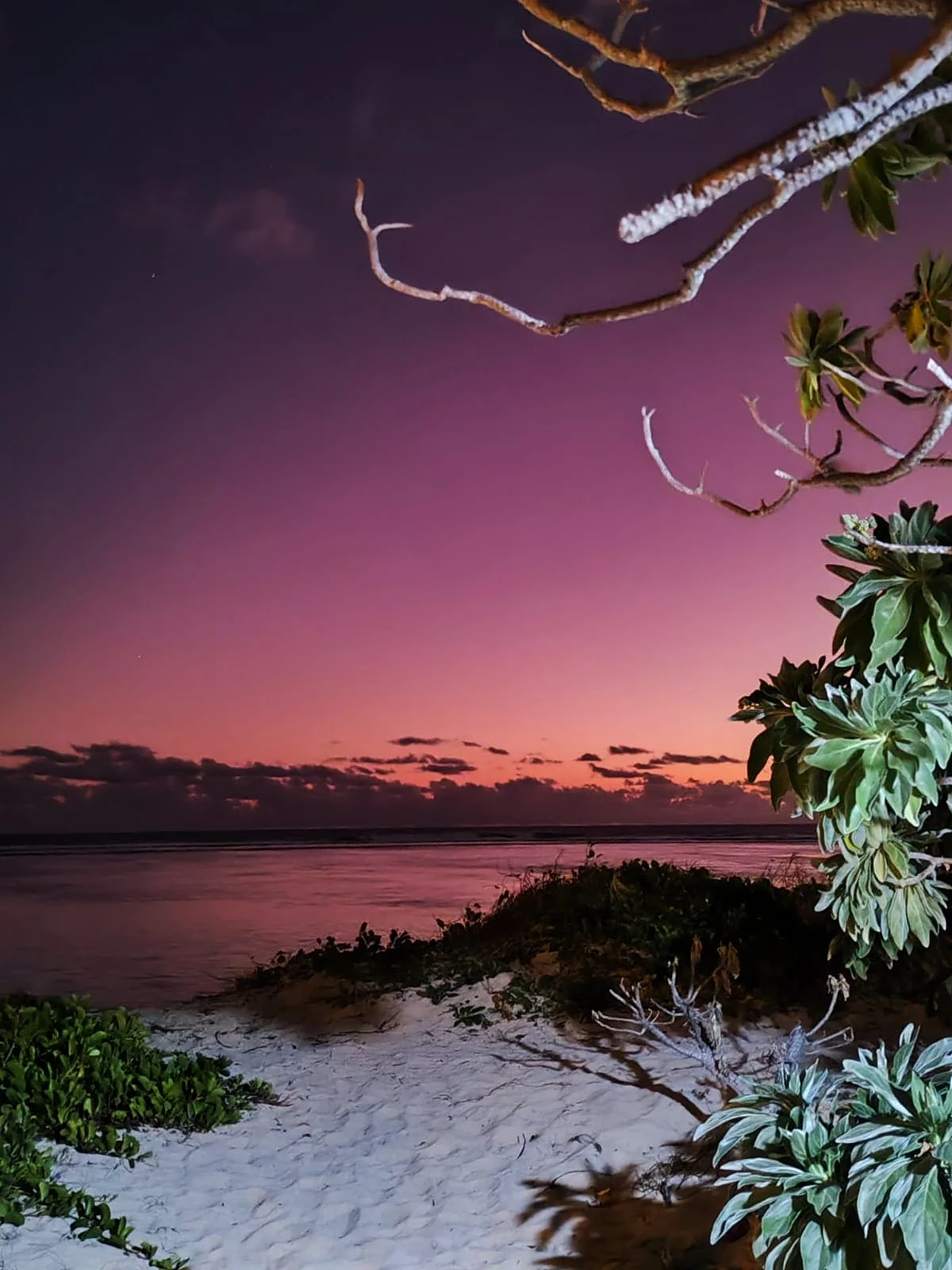 Le ciel rose du soir entre les arbres du jardin